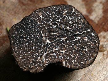 Périgord truffle