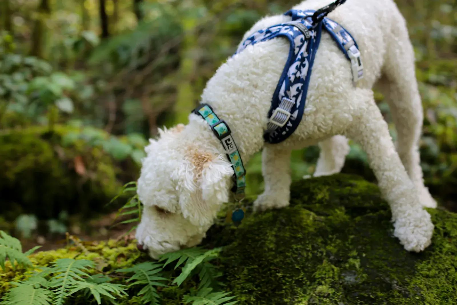 A Lagotto Romagnolo on the truffle hunt