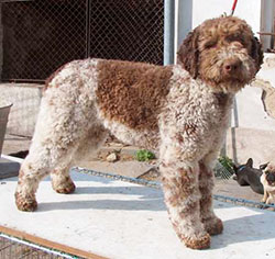 A Lagotto Romagnolo on the truffle hunt