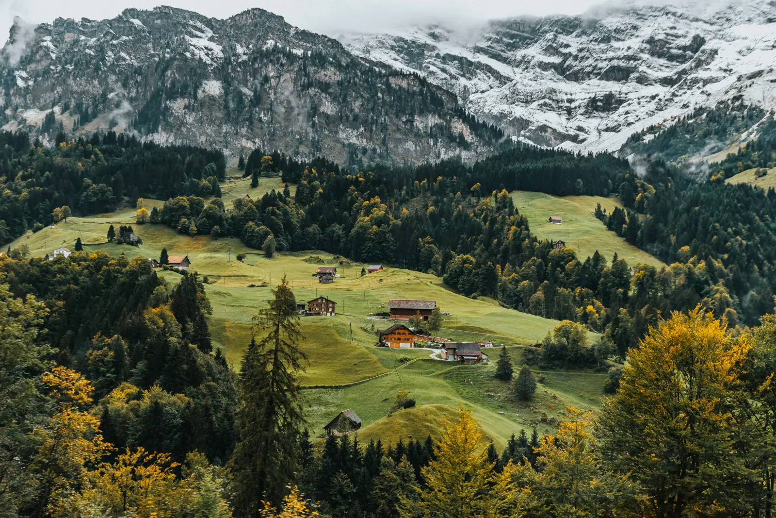 Cercare tartufi in Svizzera