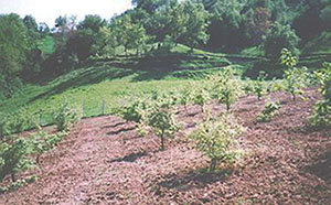 Truffle Cultivation